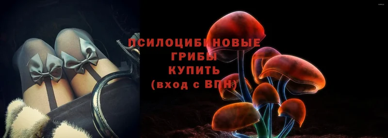 darknet клад  купить закладку  Малаховка  Псилоцибиновые грибы Magic Shrooms 